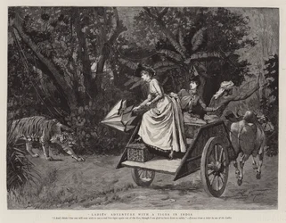 Aventure de dames avec un tigre en Inde